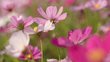 När kan jag så mina blomsterfrön? - Blanda Frön