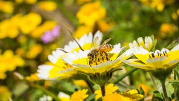 Odla blomsteräng - Blanda Frön
