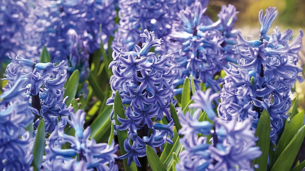 Blå hyacinter - Blanda Frön