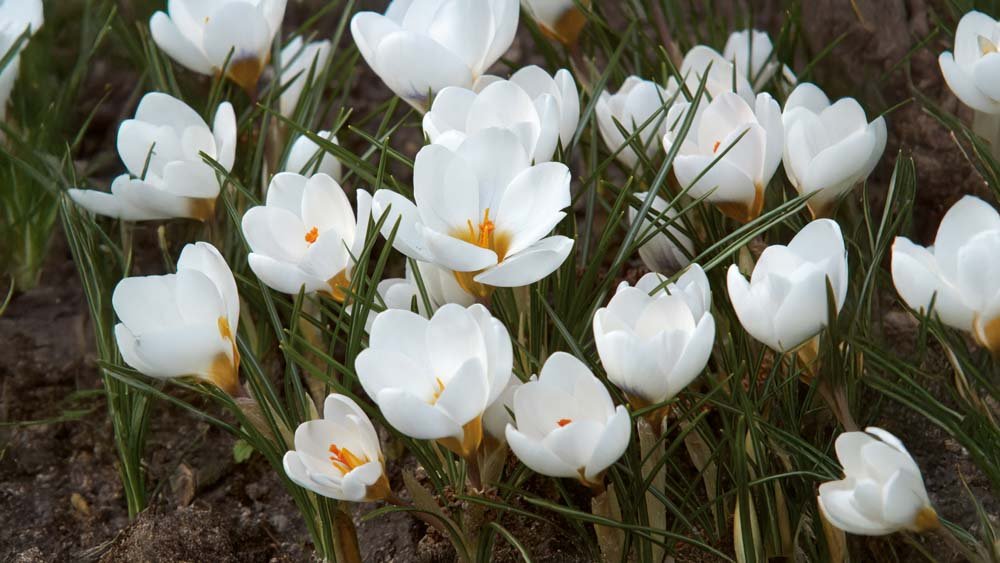 Botanisk krokus - Blanda Frön