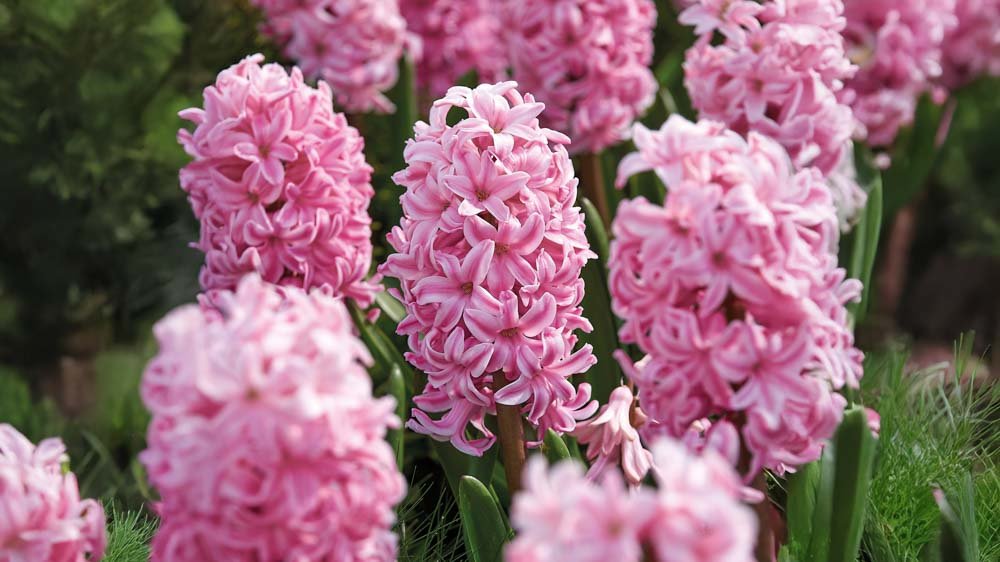 Hyacinter - Blanda Frön