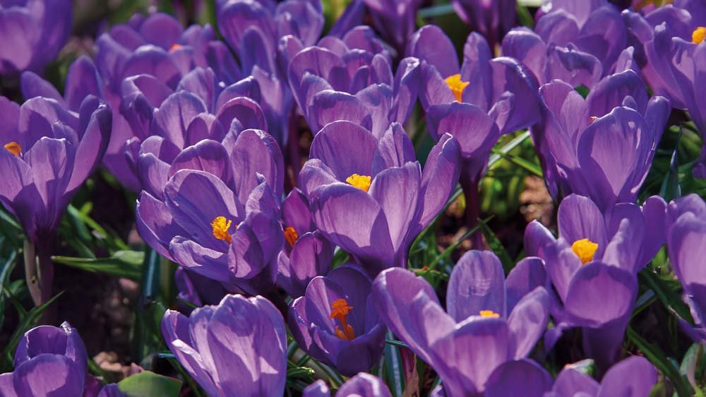 Krokus - Blanda Frön