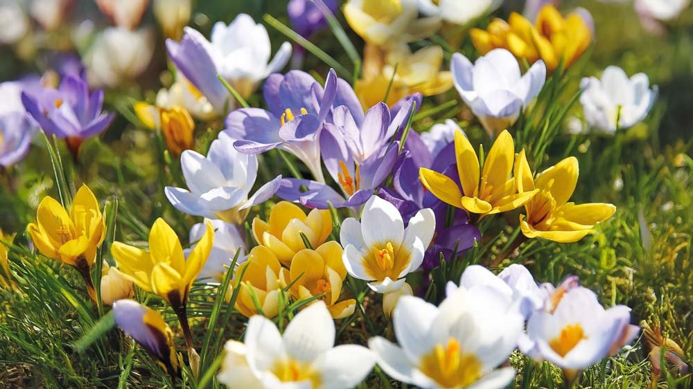 Krokus mix - Blanda Frön