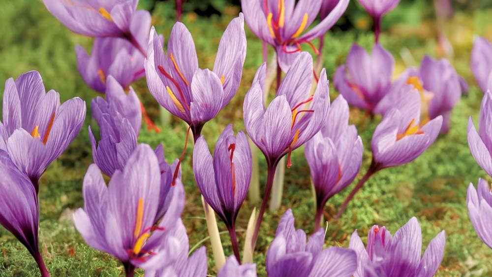 Krokus saffran - Blanda Frön