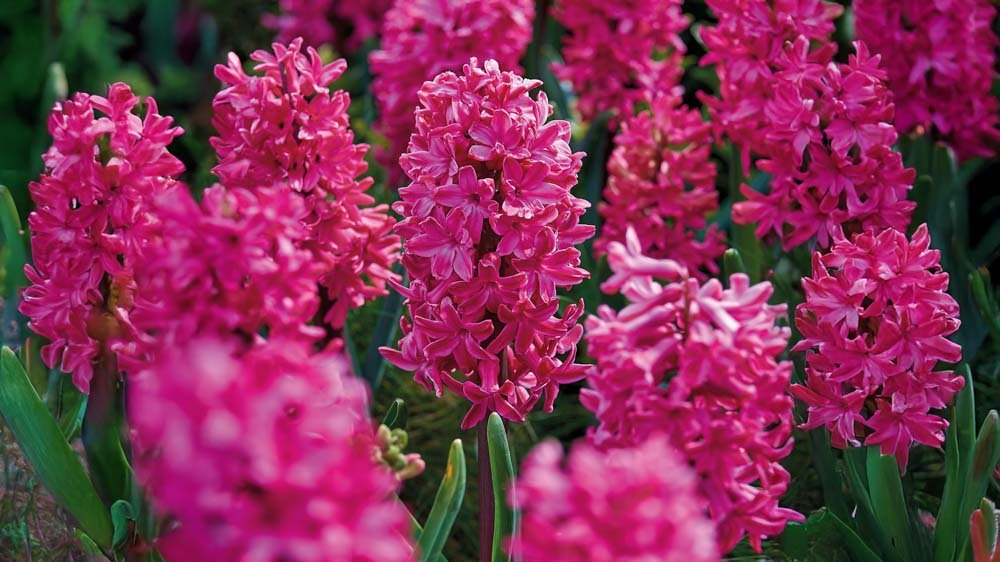 Röda hyacinter - Blanda Frön