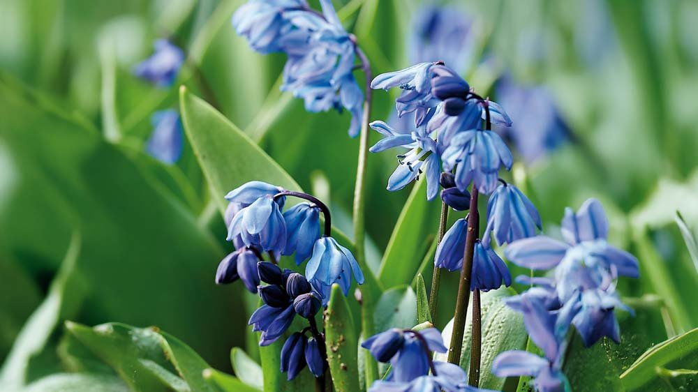 Scilla - Blanda Frön