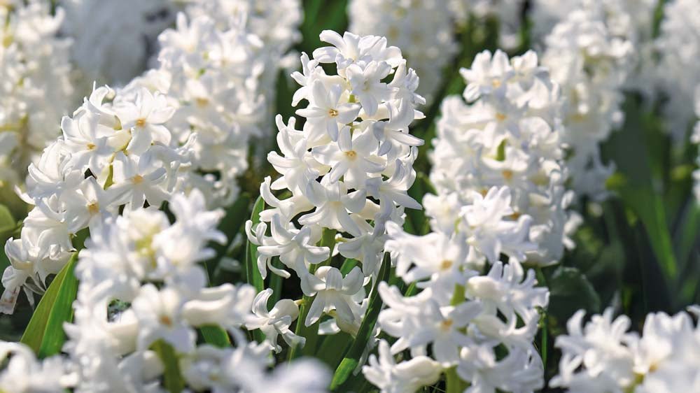 Vita hyacinter - Blanda Frön