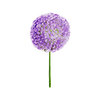 Vårblommor