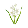 Vårblommor