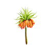 Vårblommor