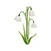 Vårblommor