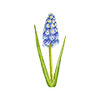 Vårblommor