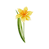 Vårblommor