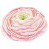 Vårblommor