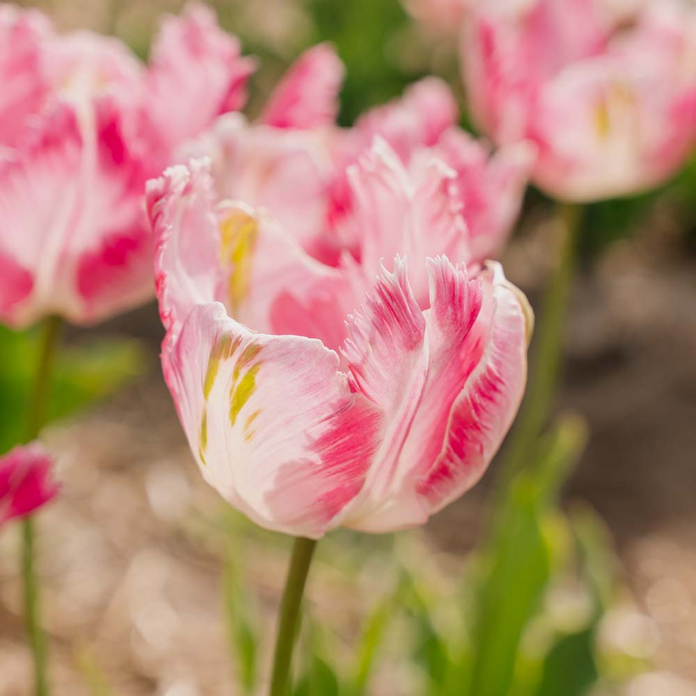 Tulpan 'Parrot Pink Vision'