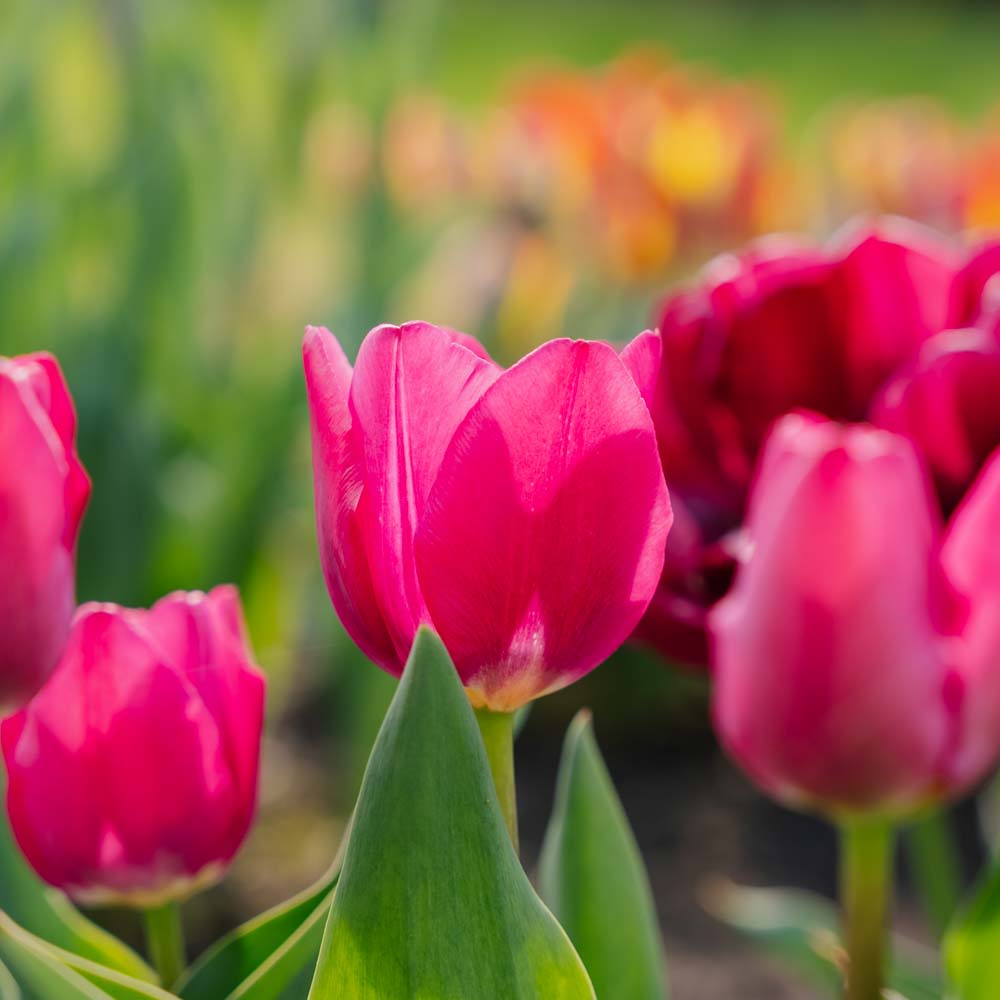 Tulipan 'Pink Ardour'
