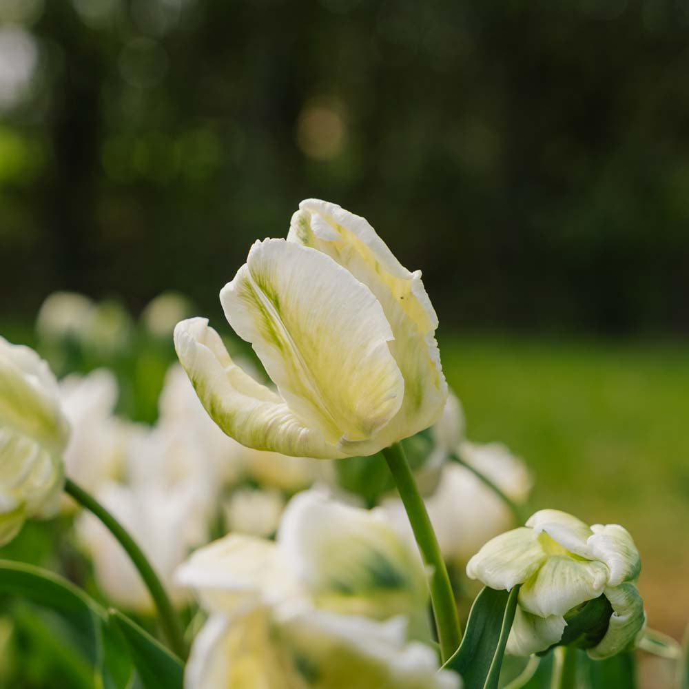 Tulipan 'Super Parrot'