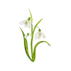 Vårblommor