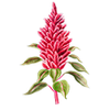 Blomfröer