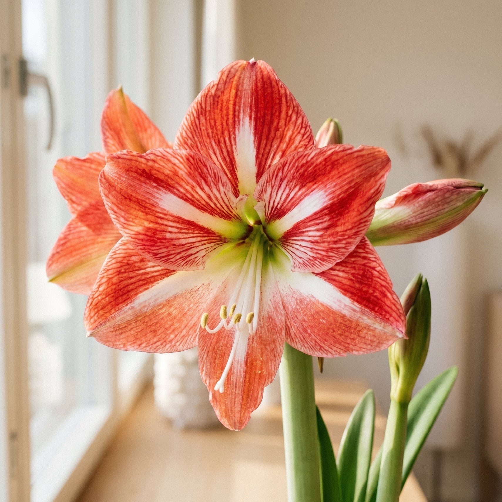 hippeastrum minerva Amaryllis, Hippeastrum 'Minerva'