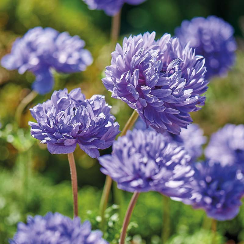 Anemone 'Lord Lieutenant'