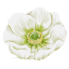 Vårblommor