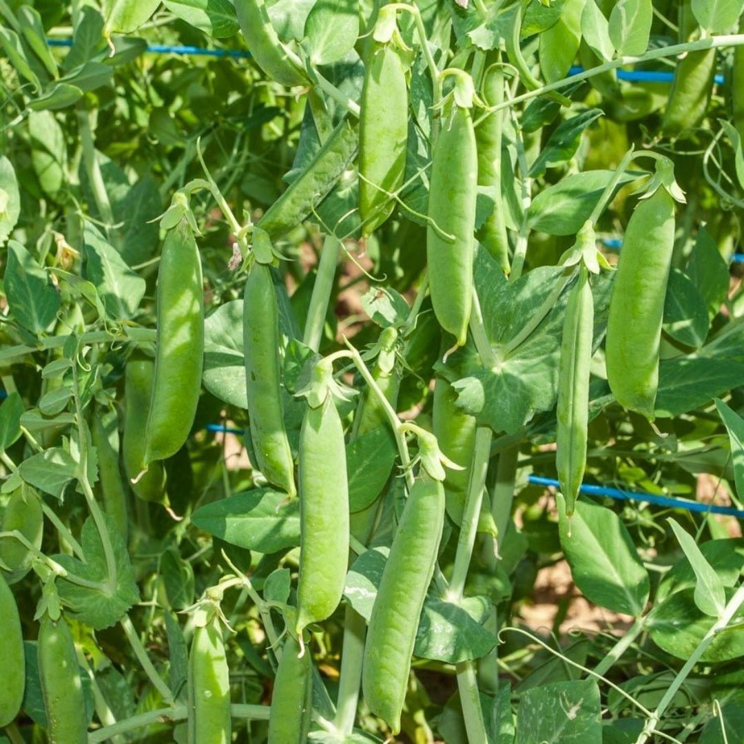 Ärtfrön 'Ambassador' - 50 Ekologiska Frön