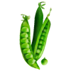 Grönsaksfrön