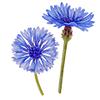 Blomfröer