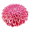 Boll