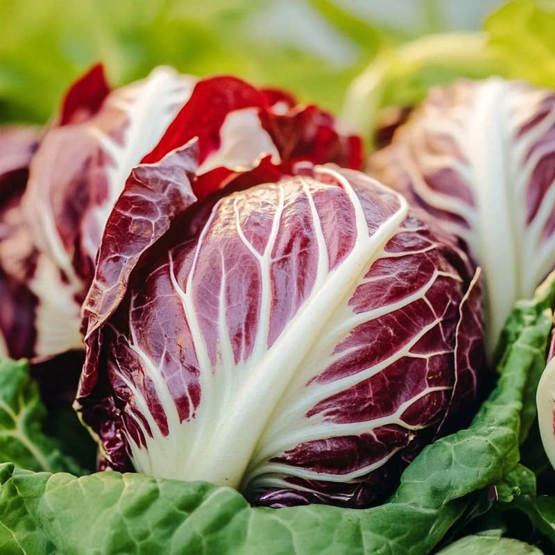 Cikoriasallat frö 'Palla Rossa' - 200 Ekologiska Frön