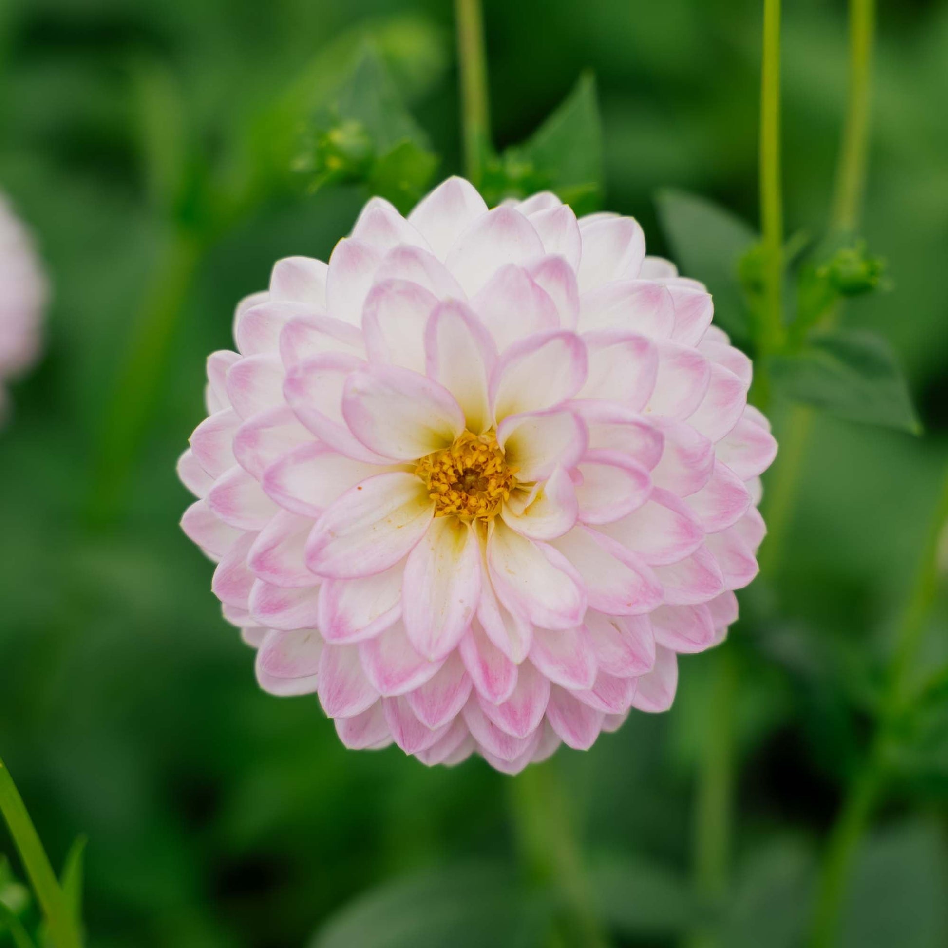 Dahlia 'Arbatax'