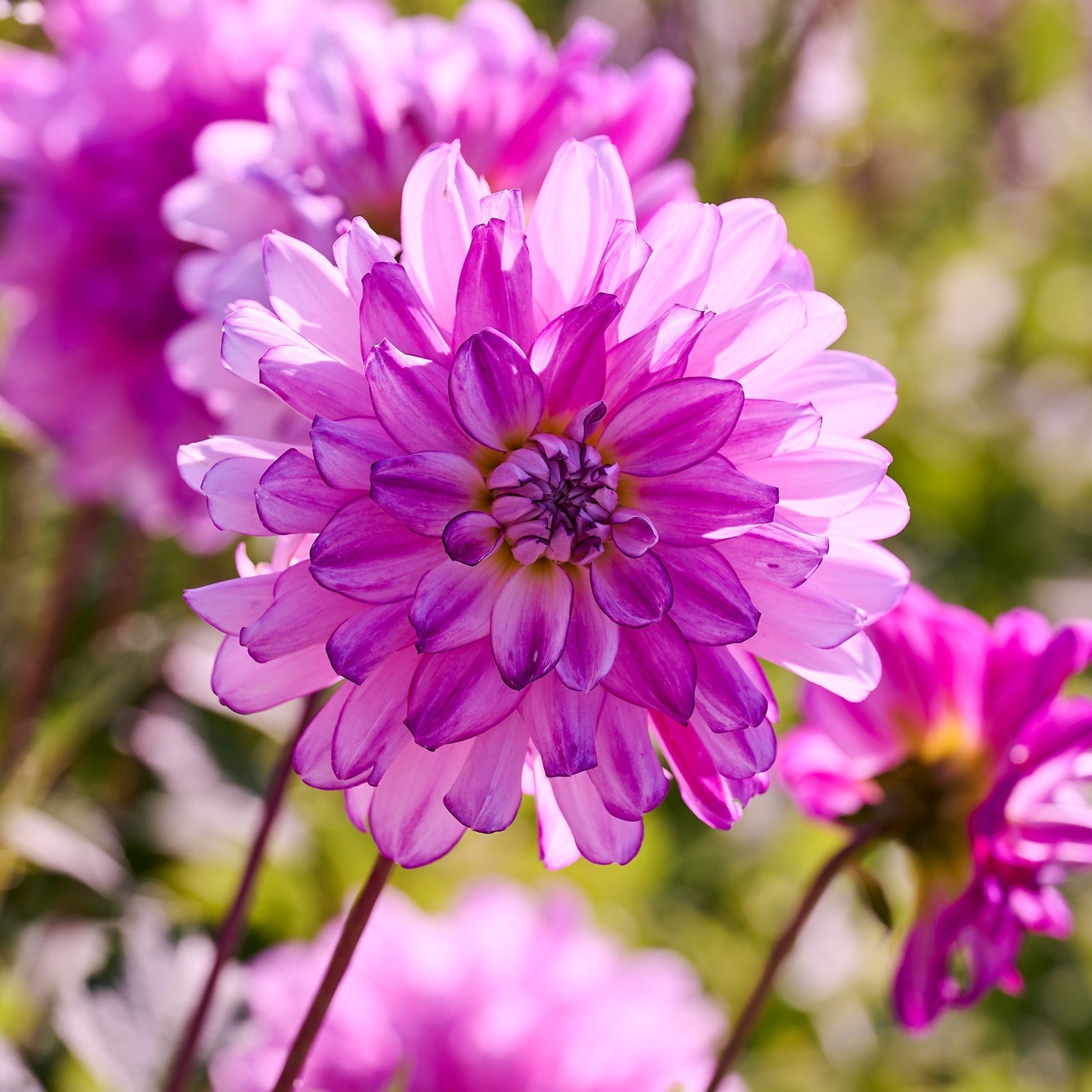 Dahlia mix 'All pink mix'