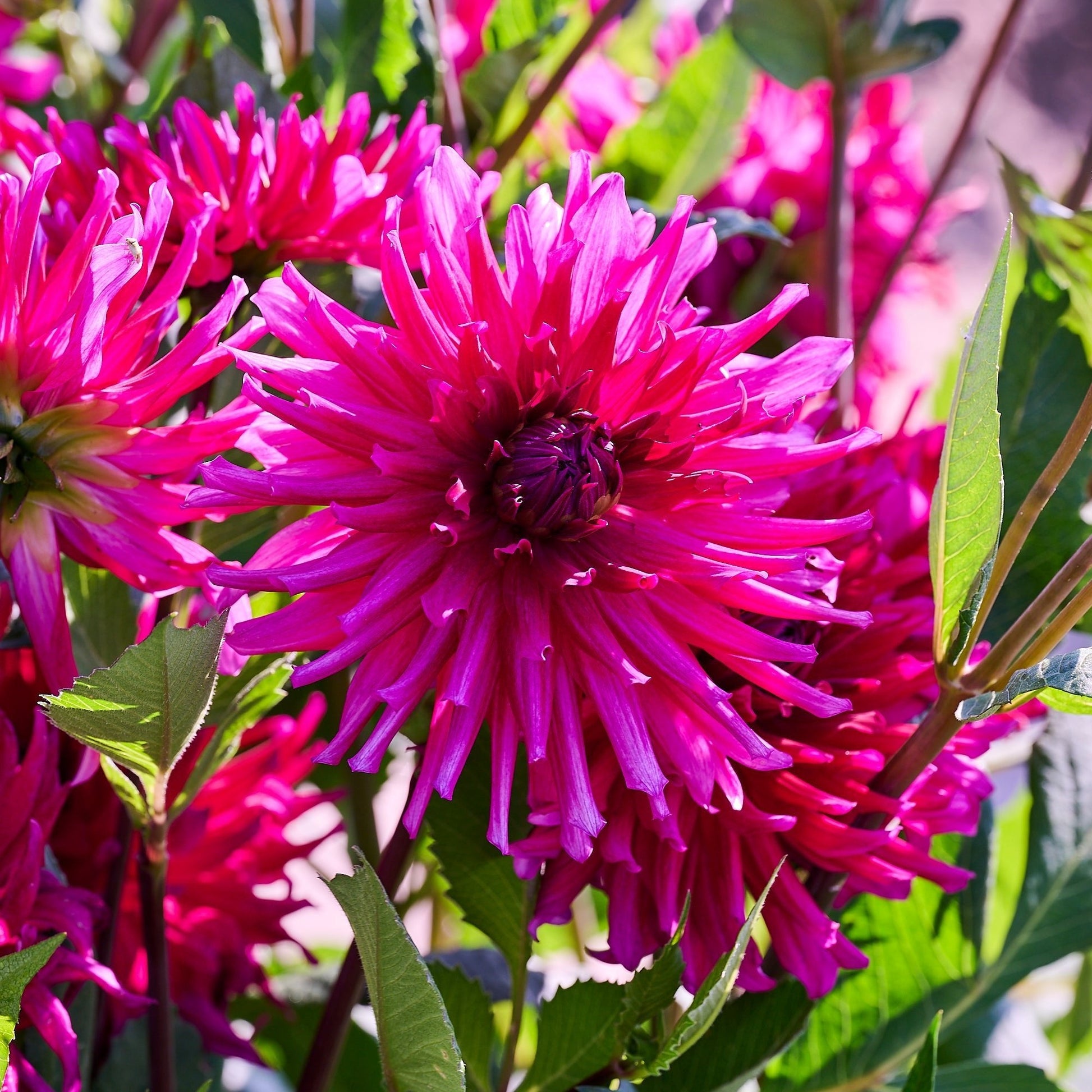 Dahlia mix 'All purple mix'