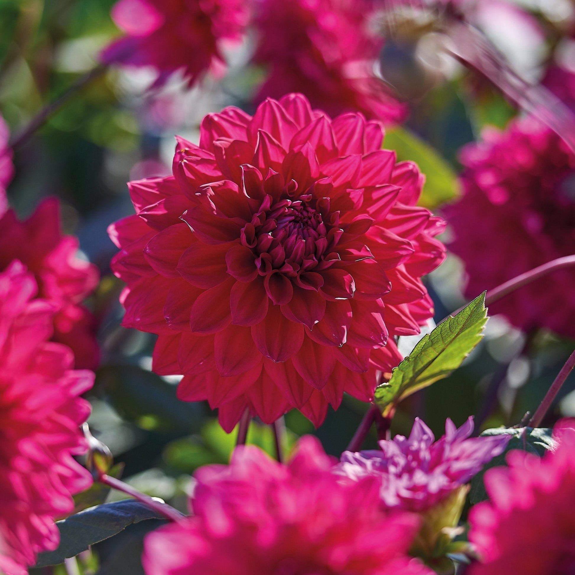 Dahlia mix 'All purple mix'