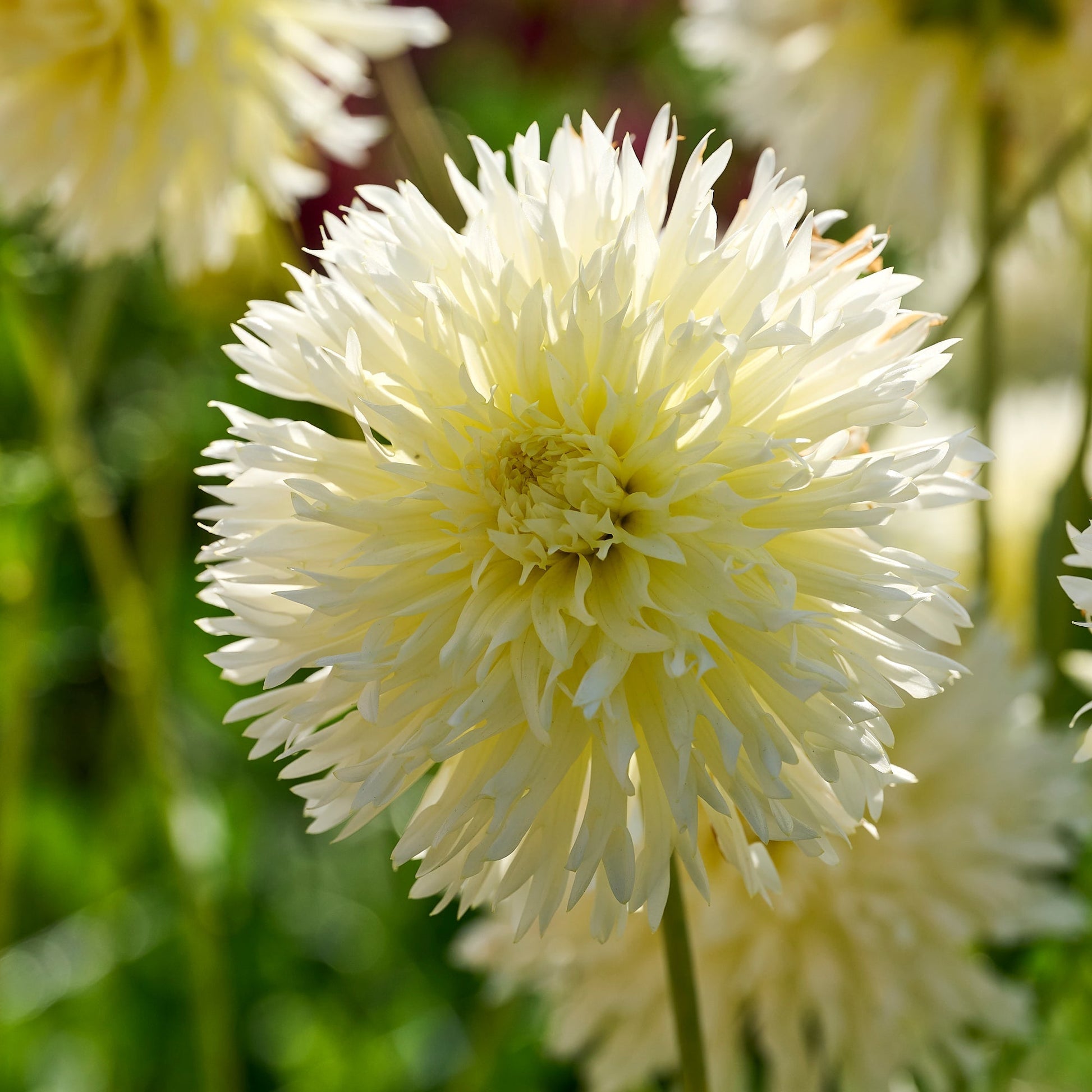 Dahlia mix 'All white mix'