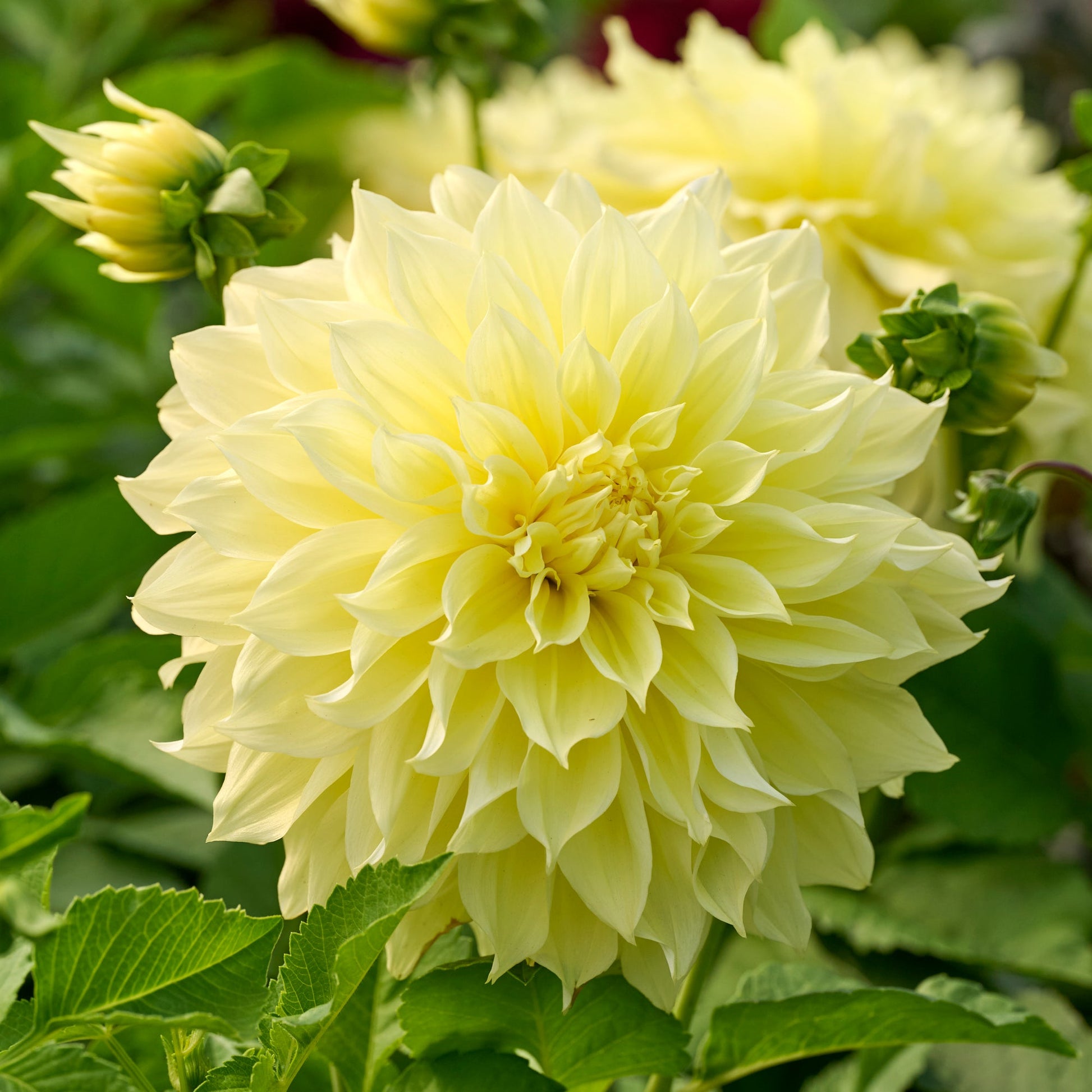 Dahlia mix 'All yellow mix'