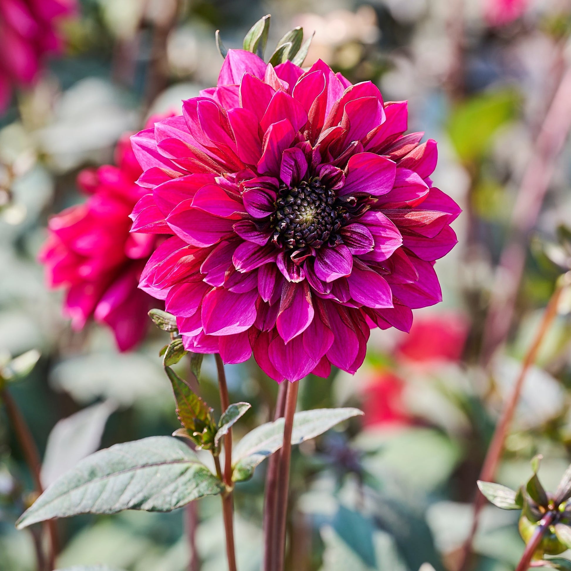 Dahlia mix 'Anemone mix'