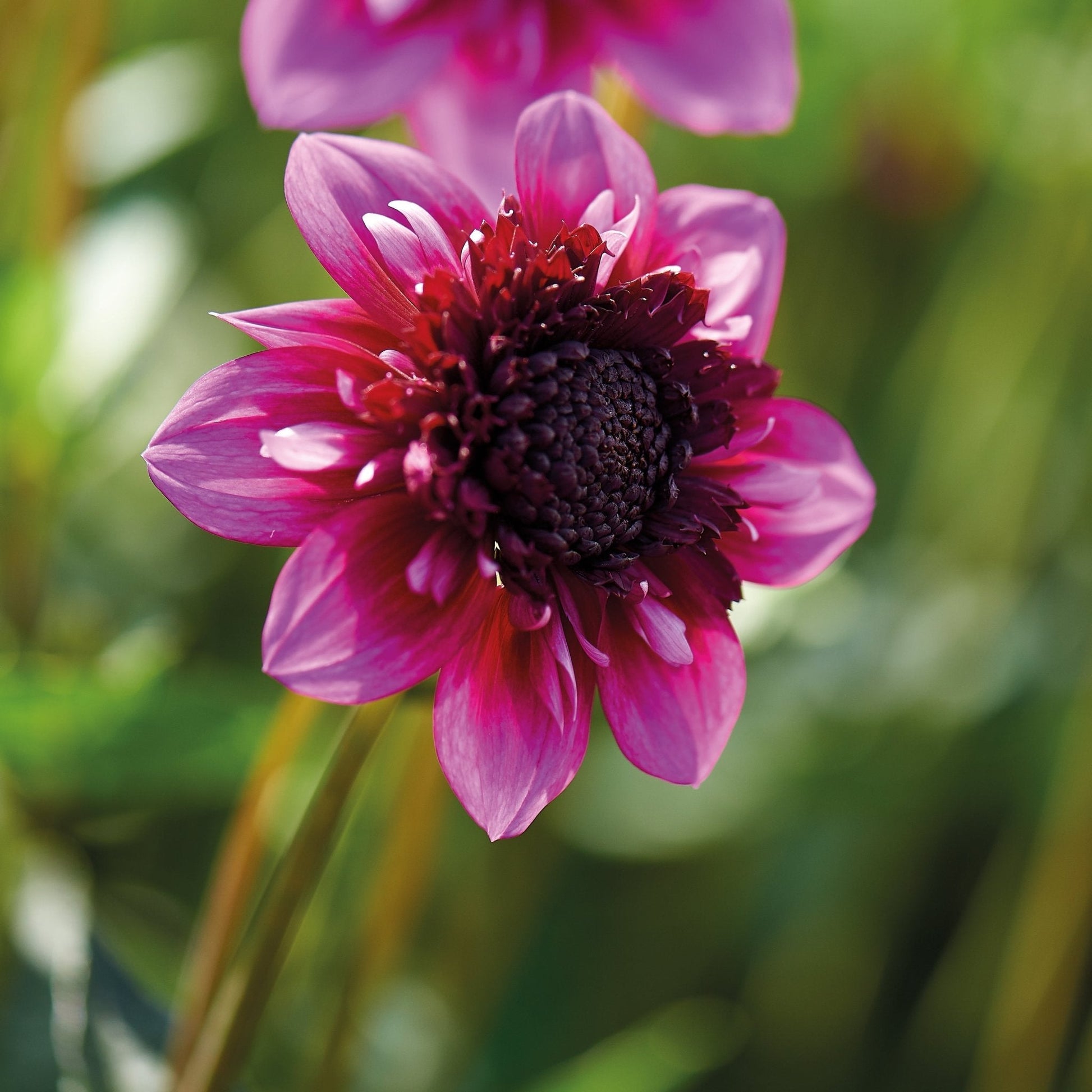 Dahlia mix 'Anemone mix'