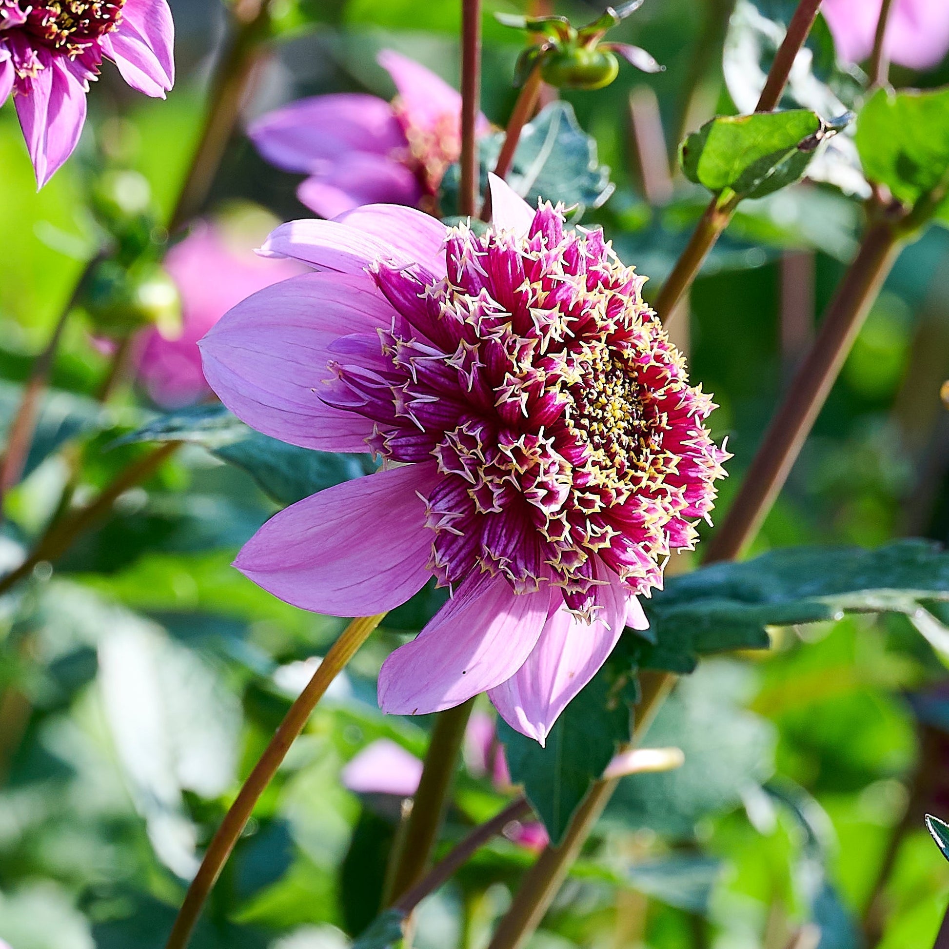 Dahlia mix 'Anemone mix'