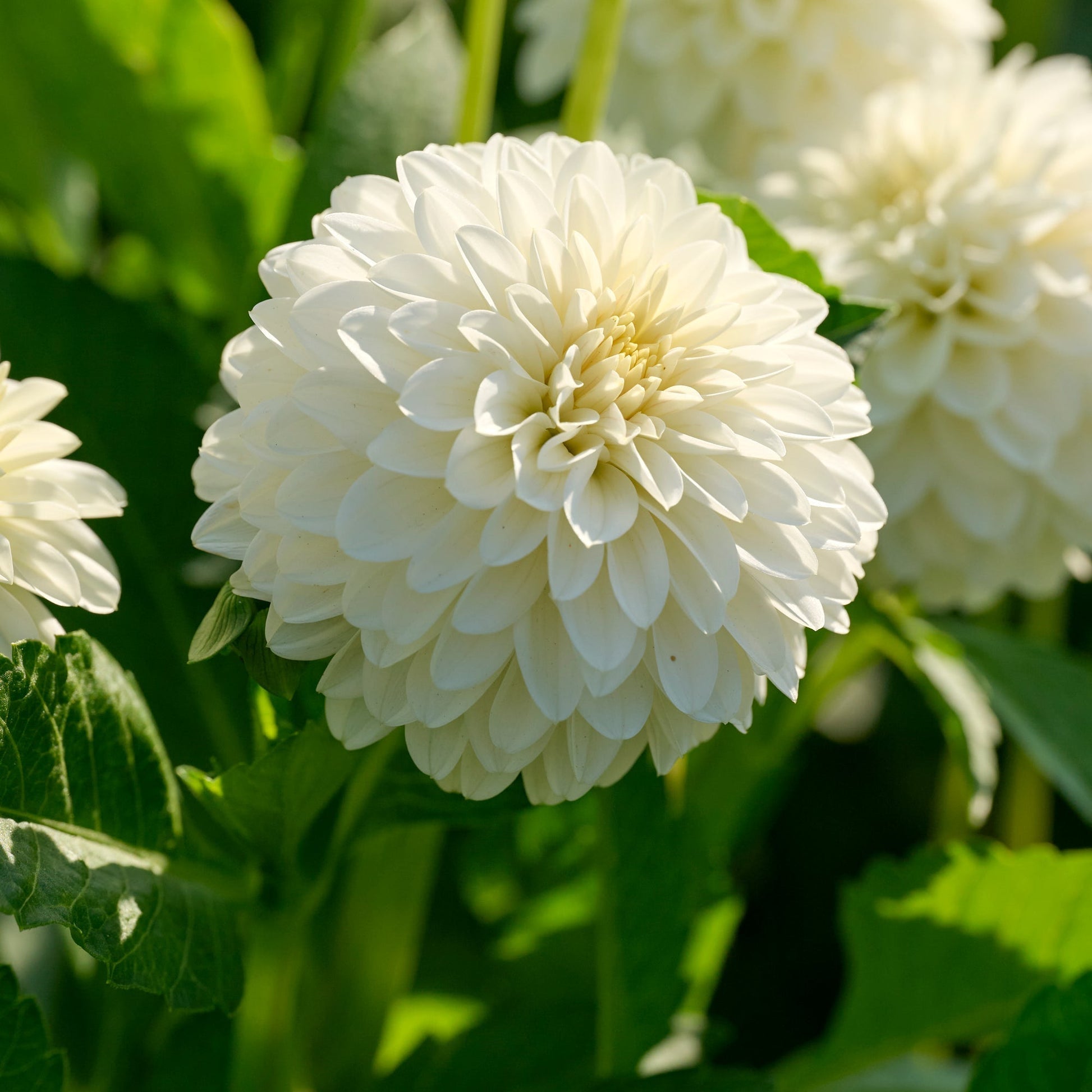 Dahlia mix 'Ball dahlia mix'