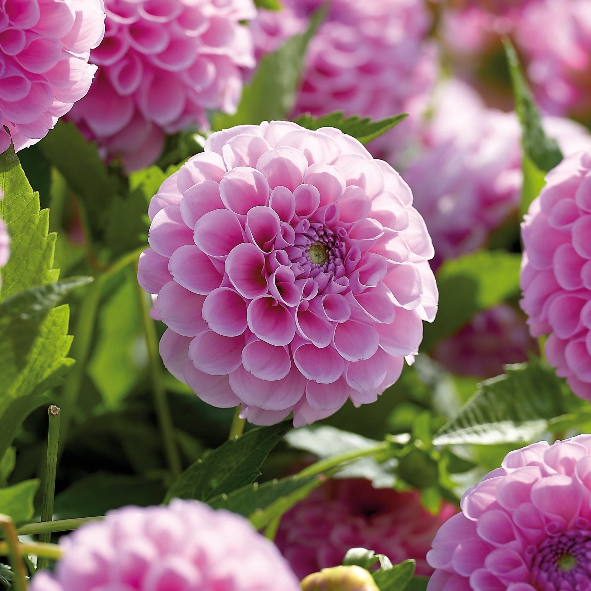 Dahlia mix 'Ball dahlia mix'
