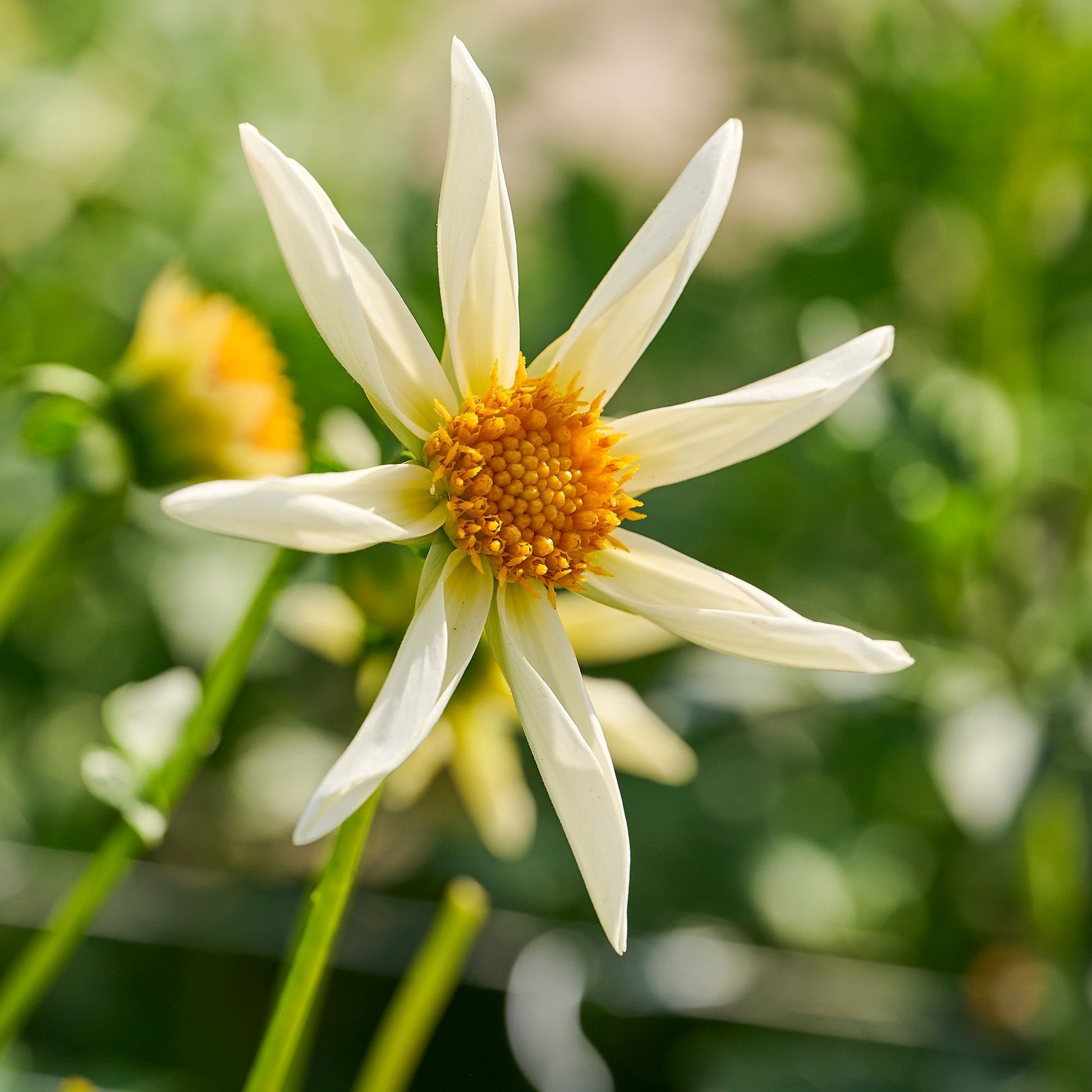 Dahlia mix 'Dahlia Honka mix'