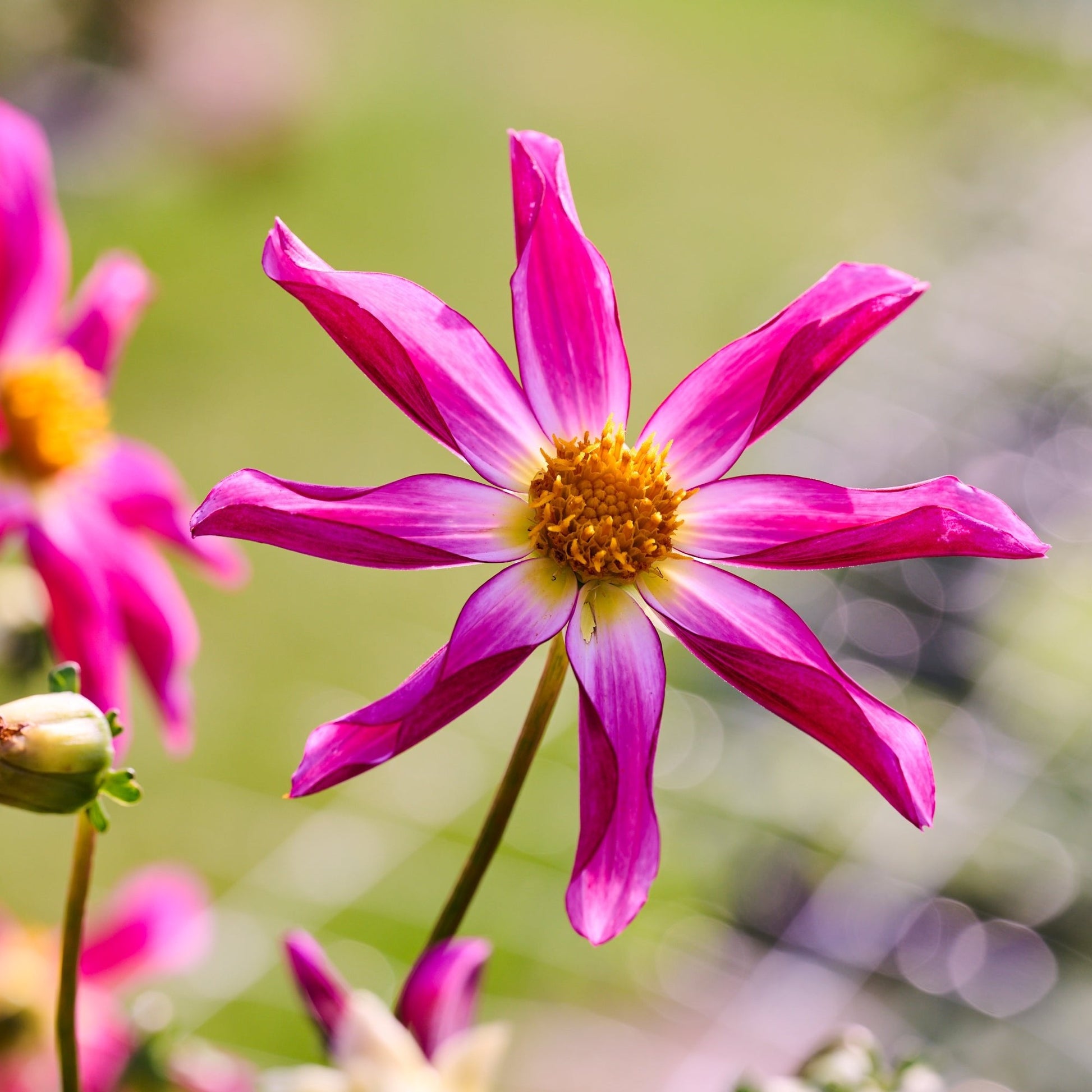 Dahlia mix 'Dahlia Honka mix'