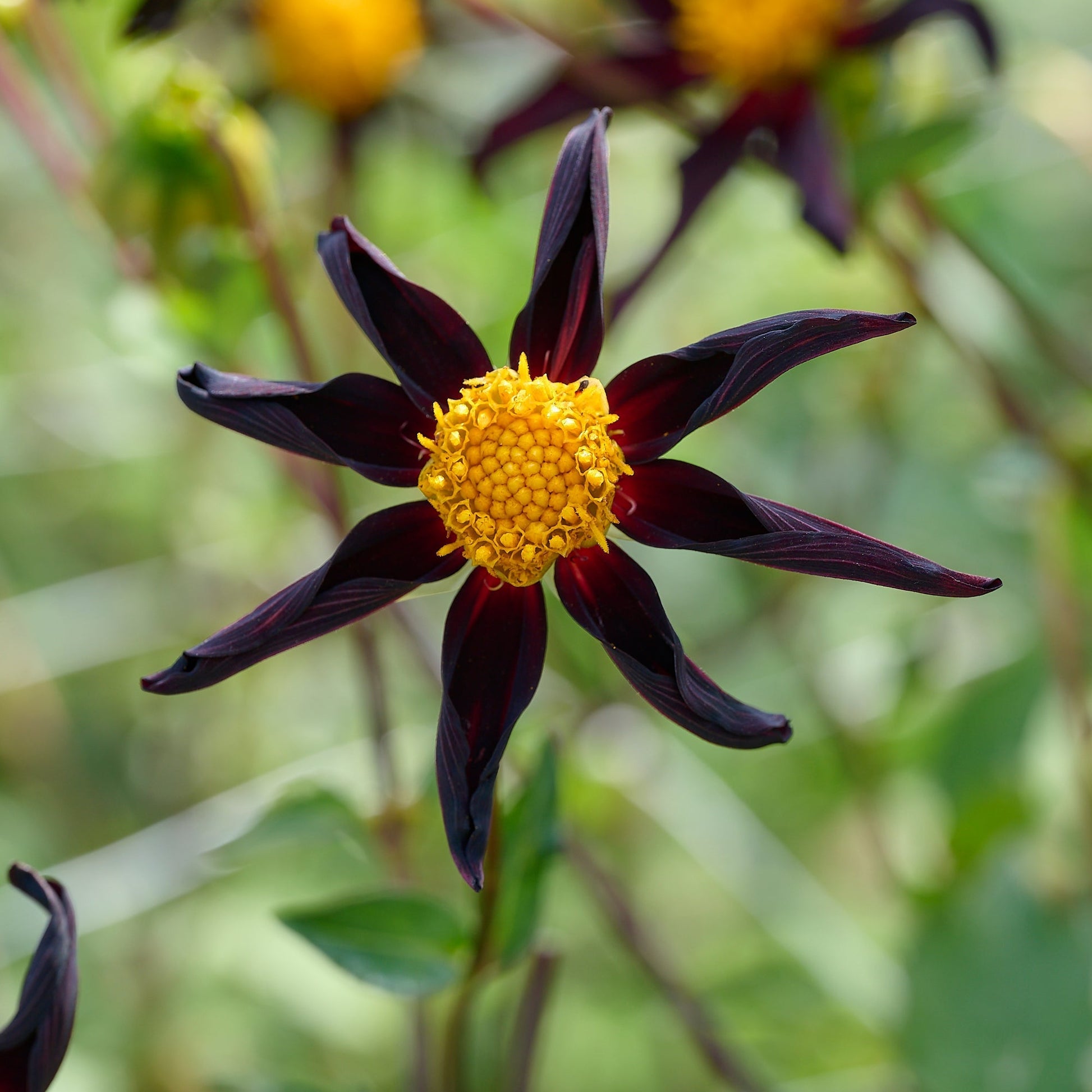 Dahlia mix 'Dahlia Honka mix'