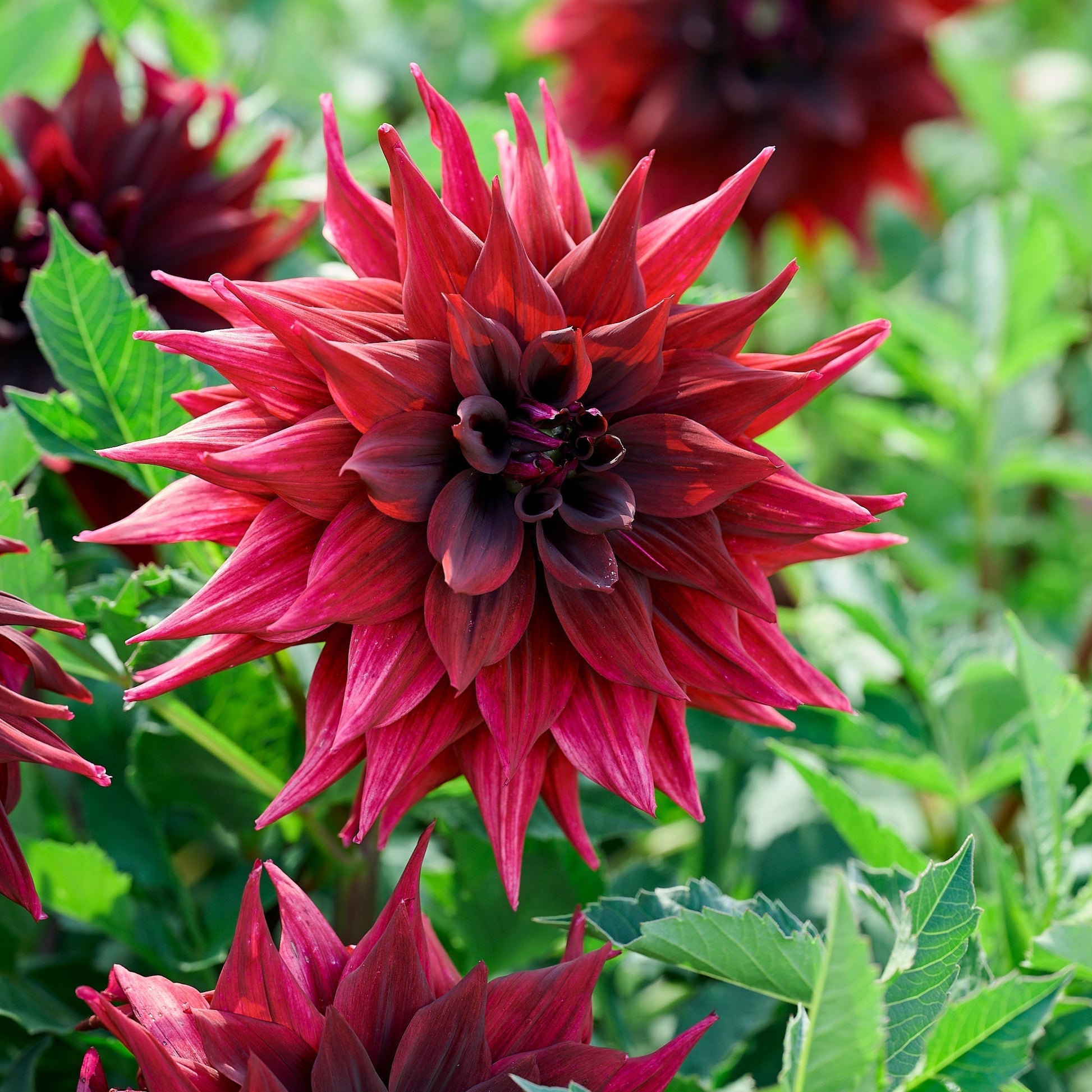 Dahlia mix 'Dark mix'