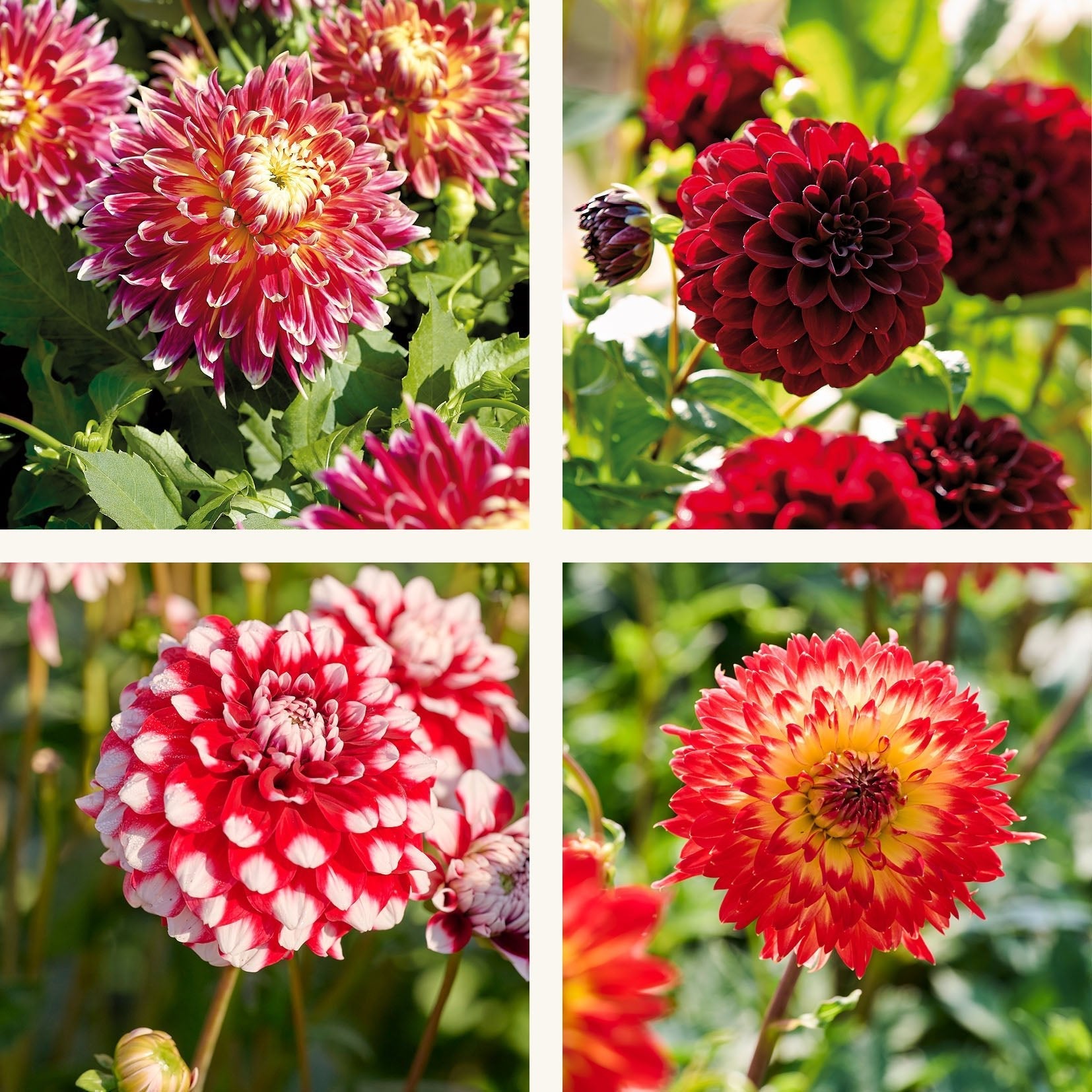 Dahlia mix 'Fire mix'