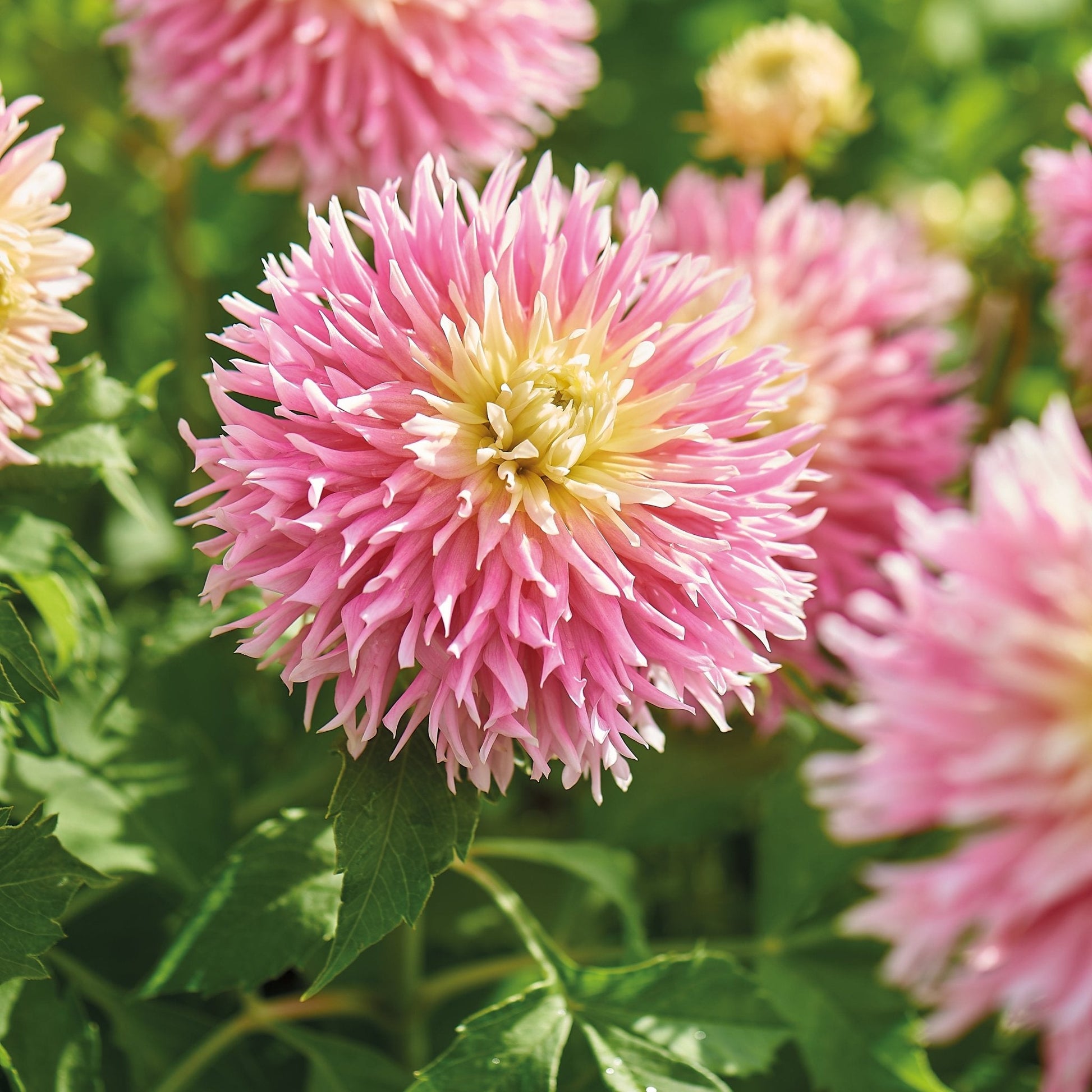 Dahlia mix 'Frimbiata mix'
