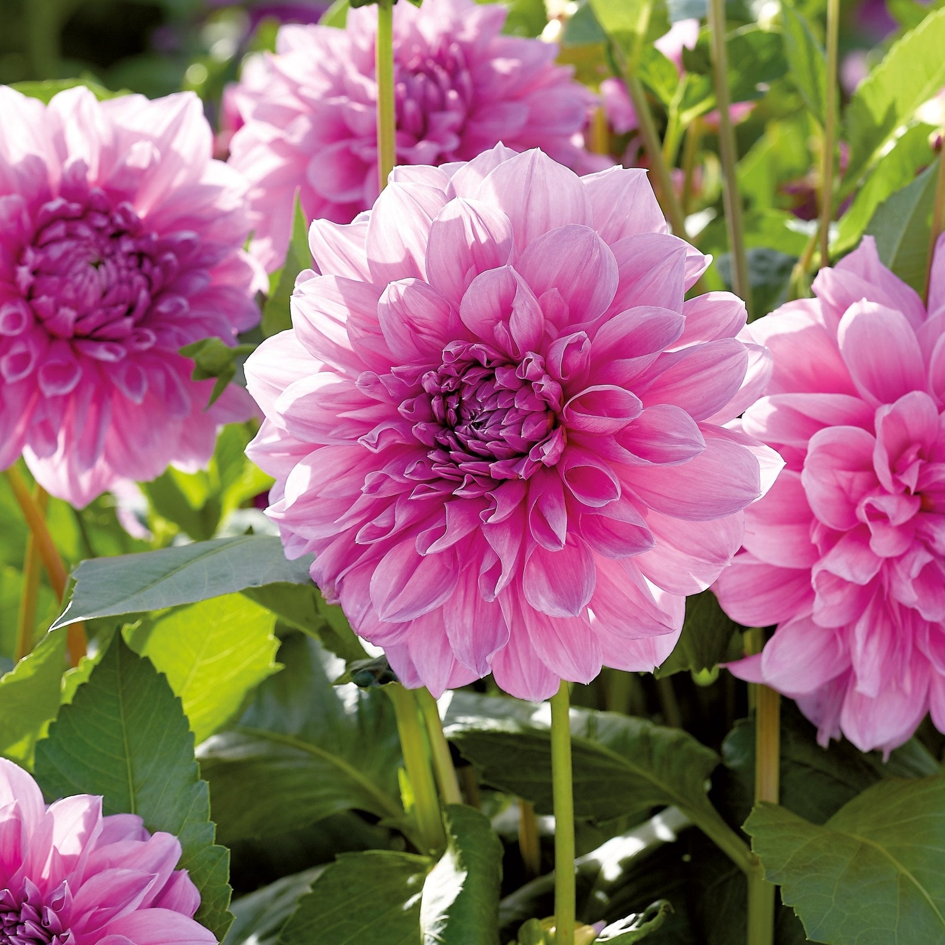 Dahlia mix 'Large flowering Mix'