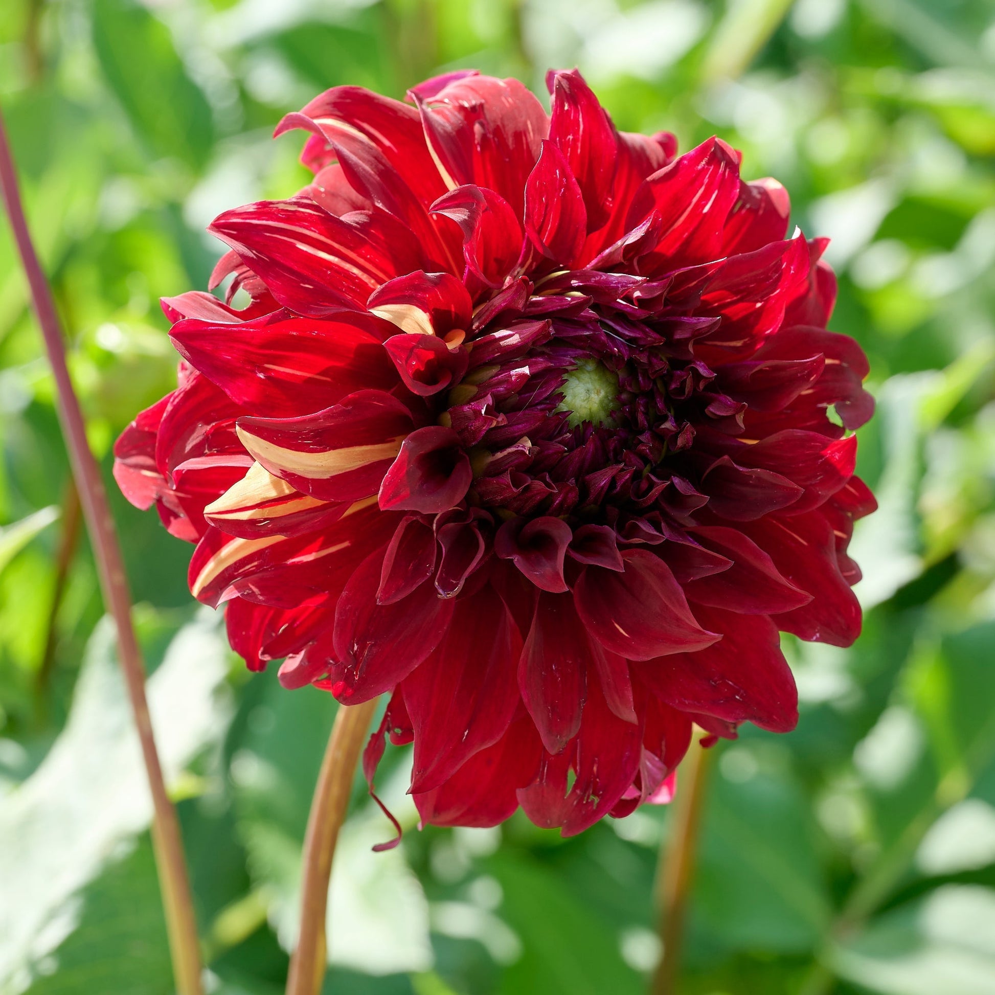 Dahlia mix 'Large flowering Mix'